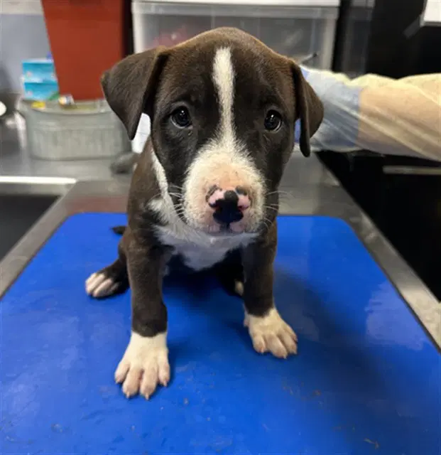 Dough - American Pit Bull Terrier