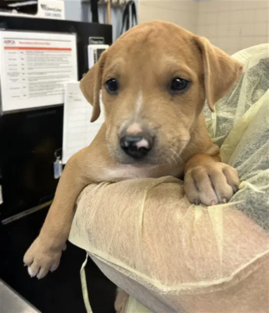 Manicotti - American Pit Bull Terrier
