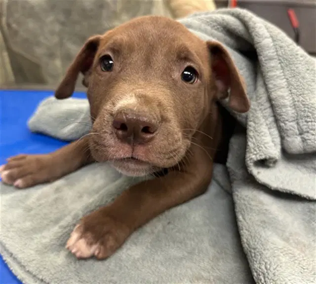 Breadbasket - American Pit Bull Terrier