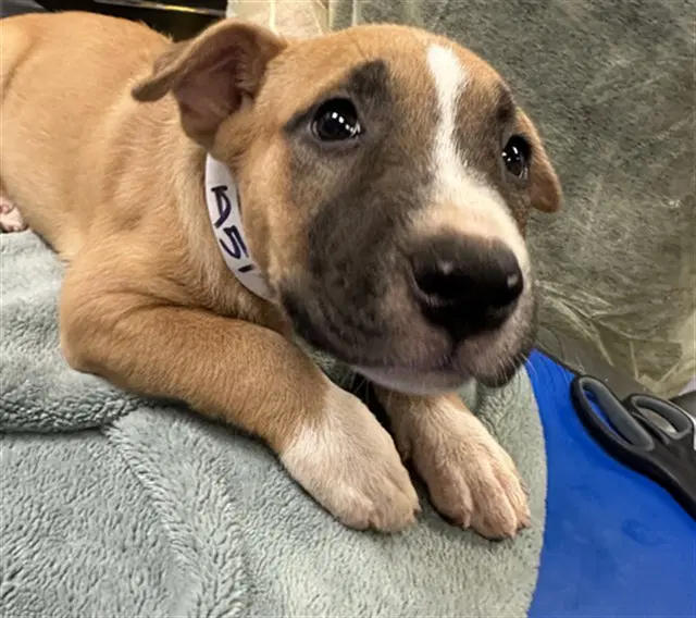 Elbows - American Pit Bull Terrier