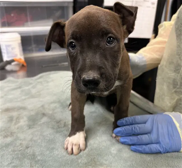 Antipasta - American Pit Bull Terrier