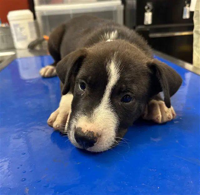 Orzo - American Pit Bull Terrier