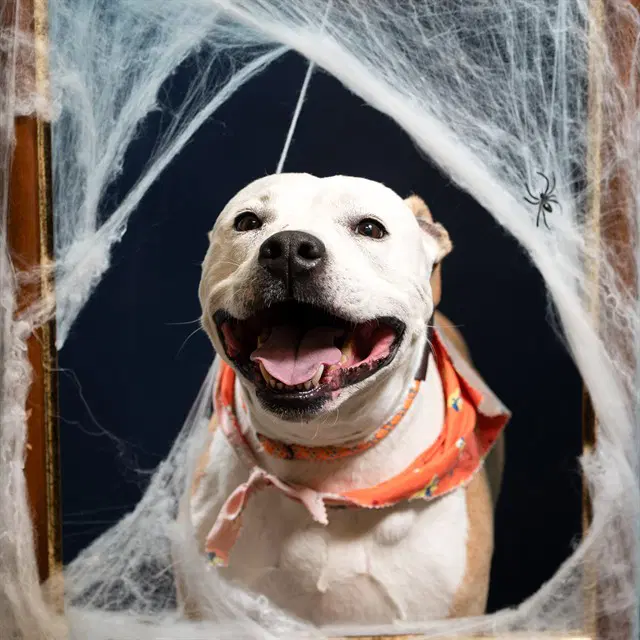 Apollo - American Pit Bull Terrier