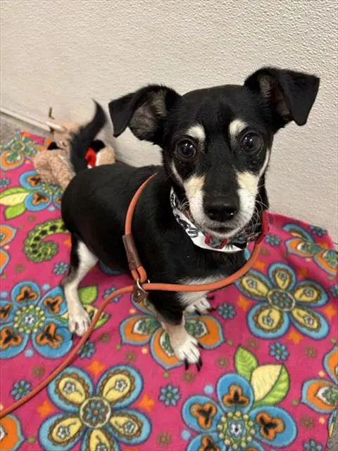 Rocky - Manchester Terrier