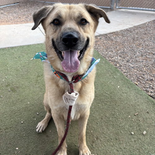TOBY, a dog for adoption from Maricopa County Animal Care & Control - West Valley Animal Care Center