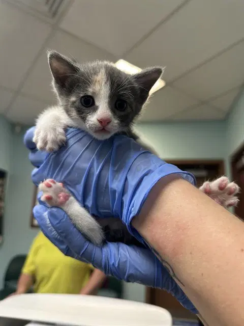 Berry - Domestic Short Hair
