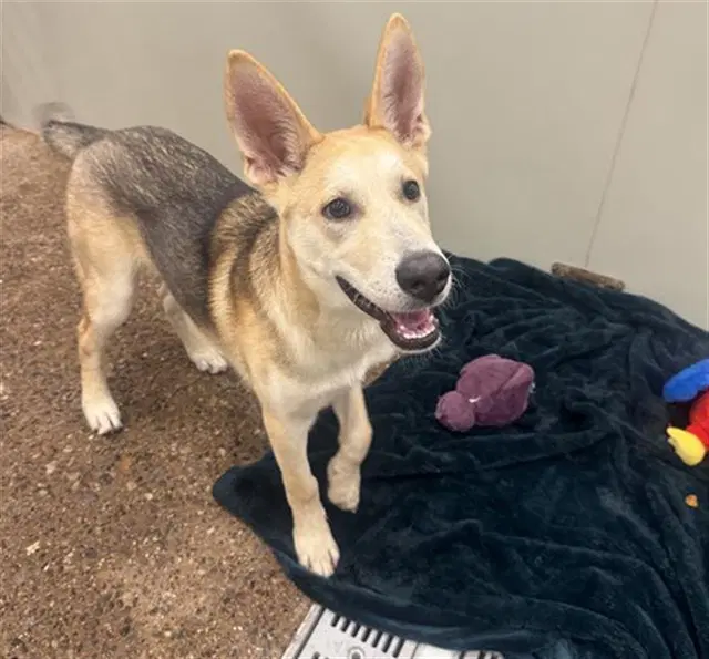 Saguaro - German Shepherd Dog