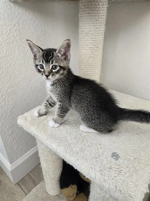 Petey - Domestic Short Hair