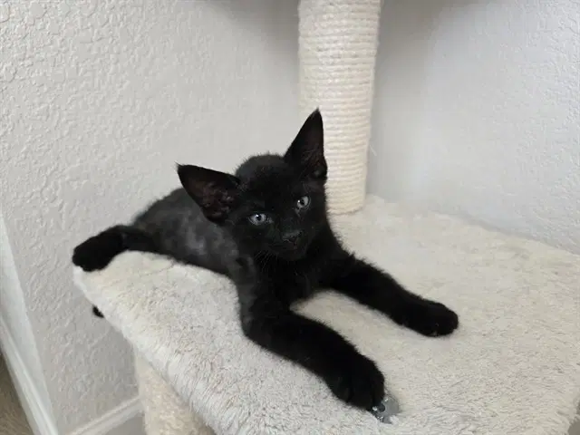 Linc - Domestic Short Hair