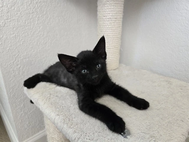 Linc