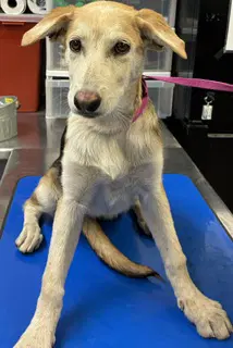 Athena - German Shepherd Dog