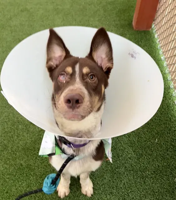 Prince Eric - Australian Kelpie