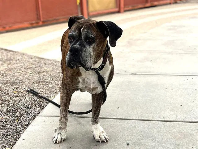 Mr Rogers - Boxer