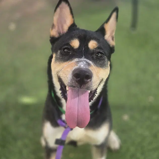 Skeeter - Australian Kelpie