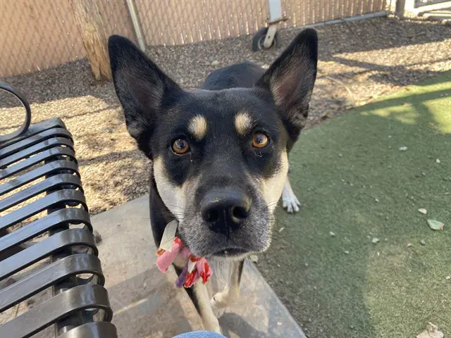 Ladybug - Australian Kelpie