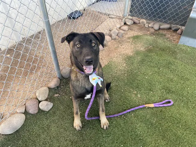 Junebug - German Shepherd Dog