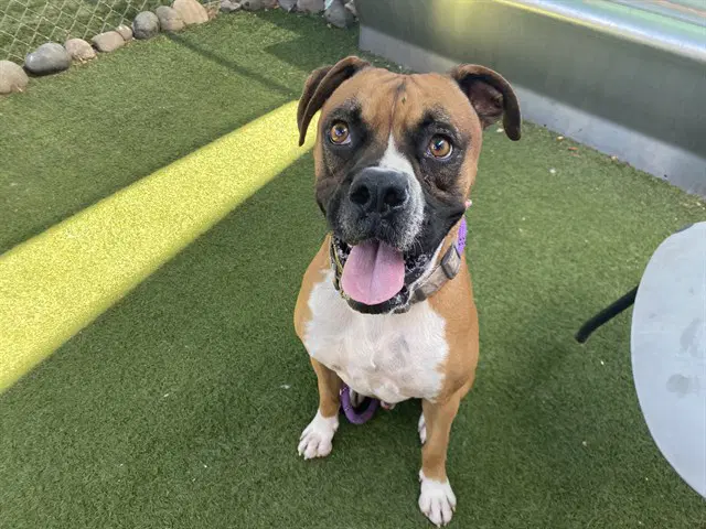 Hubba Bubba - Boxer