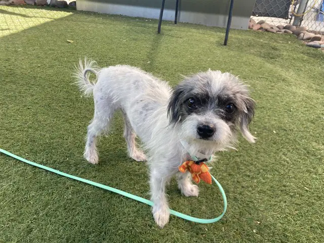 Kit Kat - Cairn Terrier