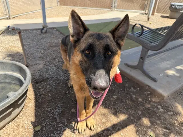 Tahoe - German Shepherd Dog