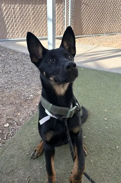 Soldier - German Shepherd Dog