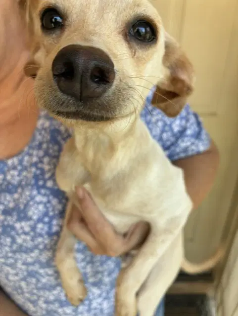 Spark - Chihuahua