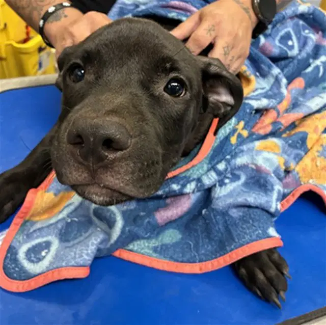 Shrimp - Staffordshire Bull Terrier