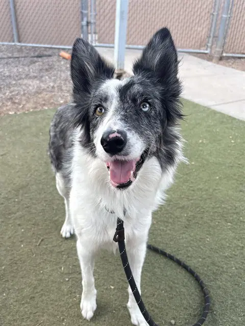 Monopoly - Border Collie