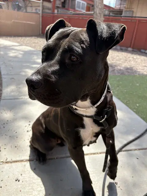 Fiesta - American Pit Bull Terrier