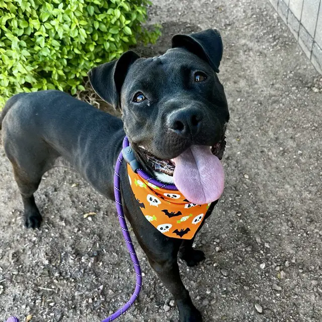 Fiesta - American Pit Bull Terrier