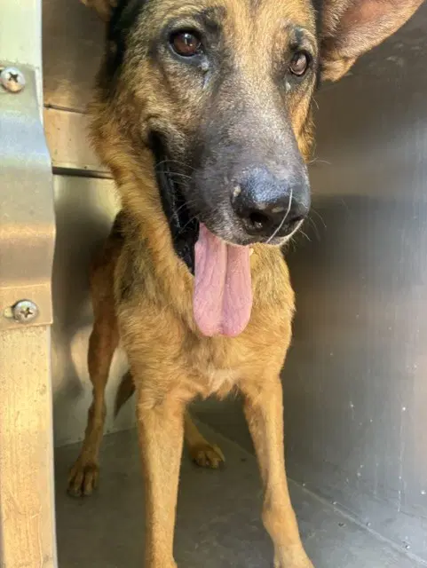 Pumpkin - German Shepherd Dog