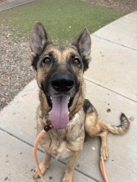 PUMPKIN, a dog for adoption from Maricopa County Animal Care & Control - West Valley Animal Care Center