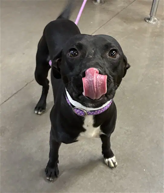 Kiko - Labrador Retriever