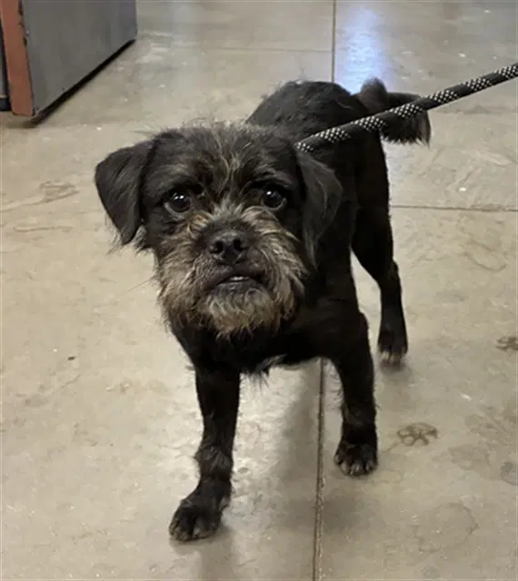 Kokomo - Brussels Griffon