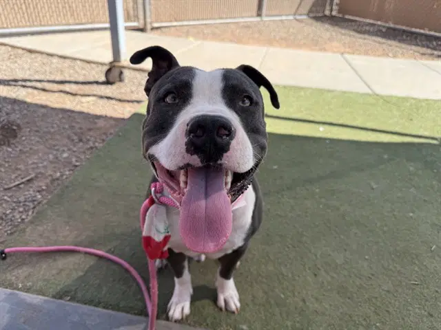 Maxo - American Pit Bull Terrier