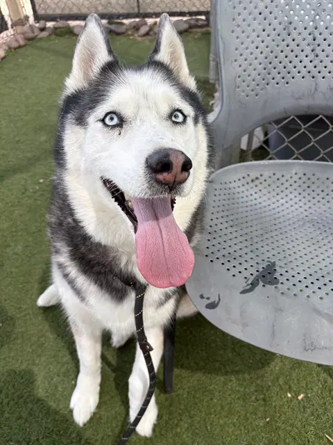 Gunner - Husky