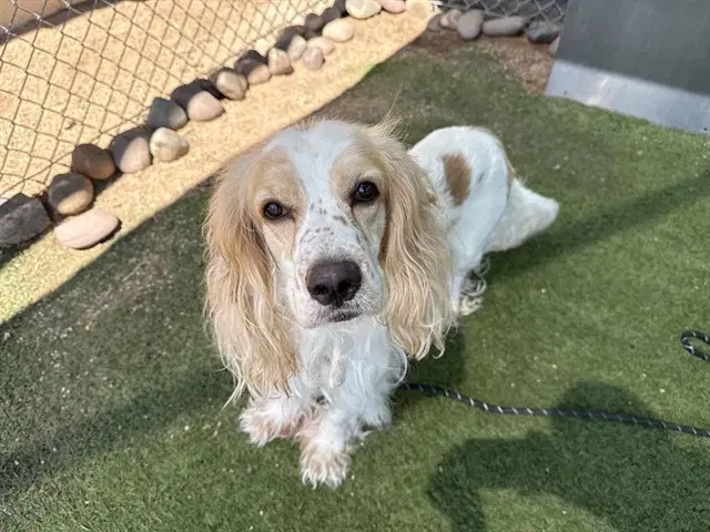 Cashmere - Cocker Spaniel