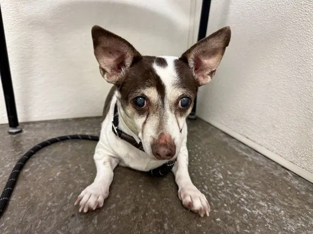Gigi - Chihuahua