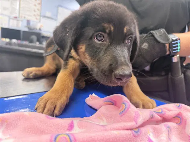 Brisbane - Australian Cattle Dog/Blue Heeler