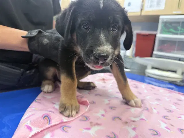 Perth - Australian Cattle Dog/Blue Heeler