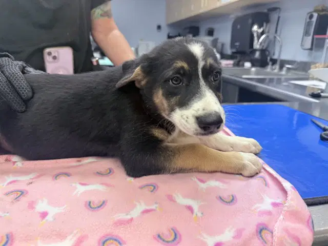 Sydney - Australian Cattle Dog/Blue Heeler