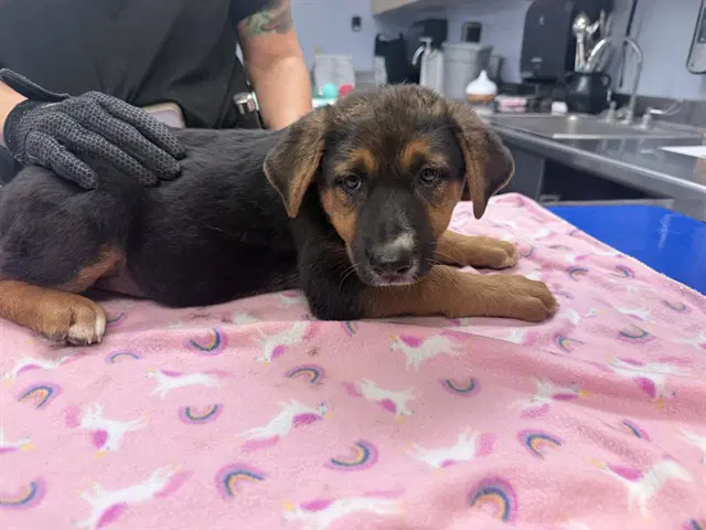 Canberra - Australian Cattle Dog/Blue Heeler