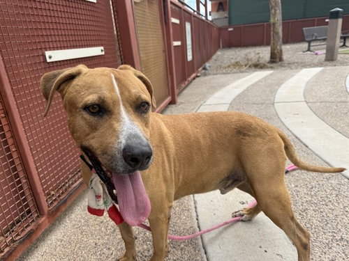 HERCULES, a dog for adoption from Maricopa County Animal Care & Control - West Valley Animal Care Center