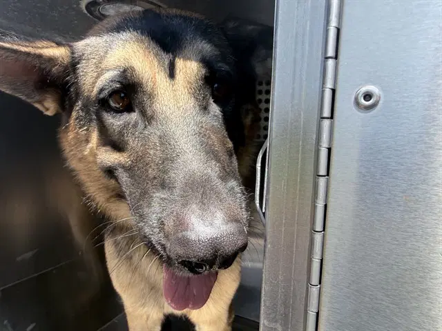 Rollie - German Shepherd Dog