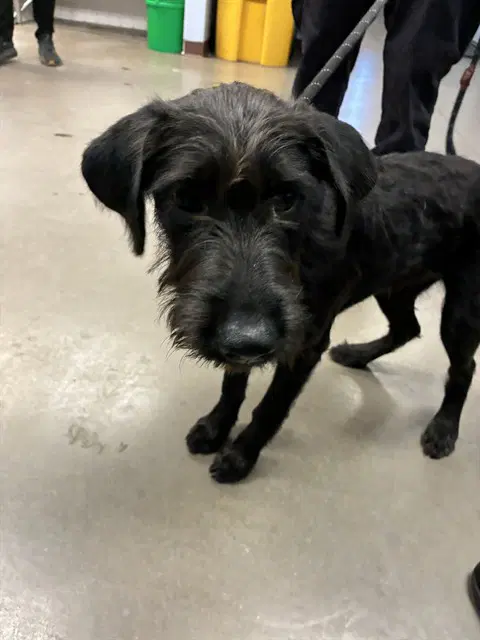 Honeycrisp - Miniature Schnauzer