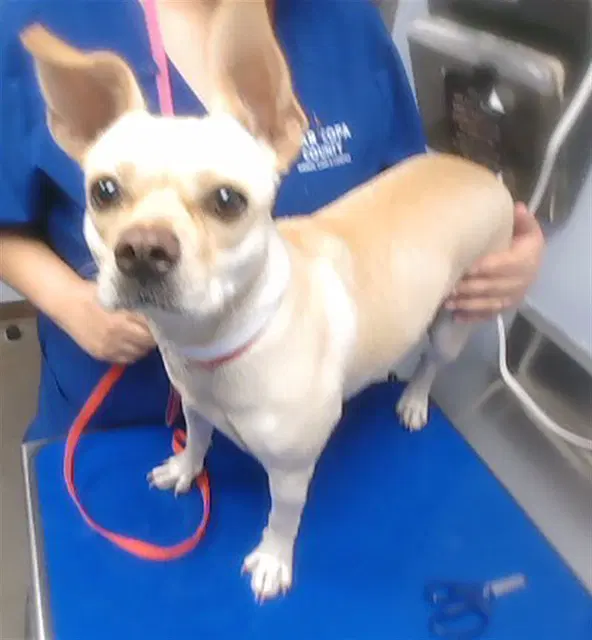 Ahsoka - Chihuahua