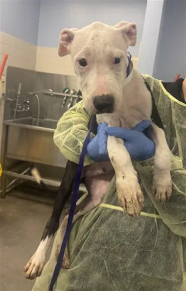 Thor - American Pit Bull Terrier