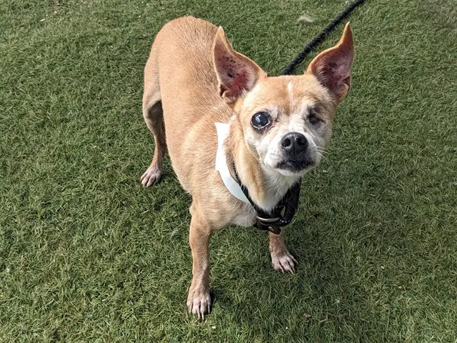 Phyllis - Chihuahua