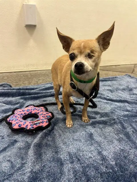 Phyllis - Chihuahua