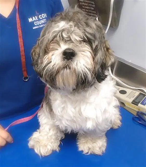 Lil Buddy - Shih Tzu
