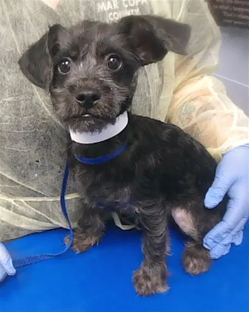 Chef - Poodle (Miniature)